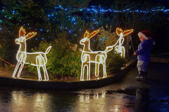 A young boy inspects the Reindeers in the Community Park, Muff, after Santa’s arrival on Friday evening last. DER2249GS – 42