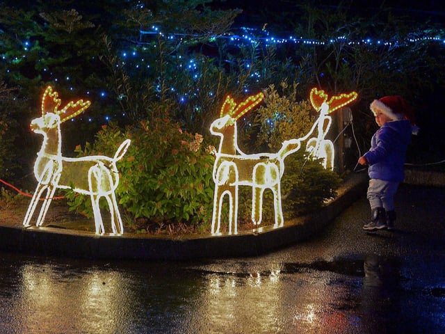 A young boy inspects the Reindeers in the Community Park, Muff, after Santa’s arrival on Friday evening last. DER2249GS – 42