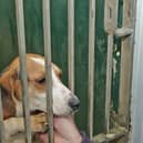 One of the dogs previously housed at Pennyburn dog pound several years ago. (File picture) DER1405JM009