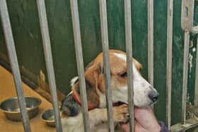One of the dogs previously housed at Pennyburn dog pound several years ago. (File picture) DER1405JM009