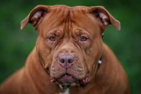 XL Bully: The ban for those without an exemption comes into effect in Northern Ireland on New Year's Day. (Photo by Christopher Furlong/Getty Images)