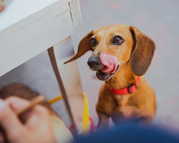 Is your dog addicted to attention? - Animal News Agency