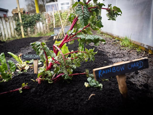 Some of the vegetables well under way at Hollybush PS.