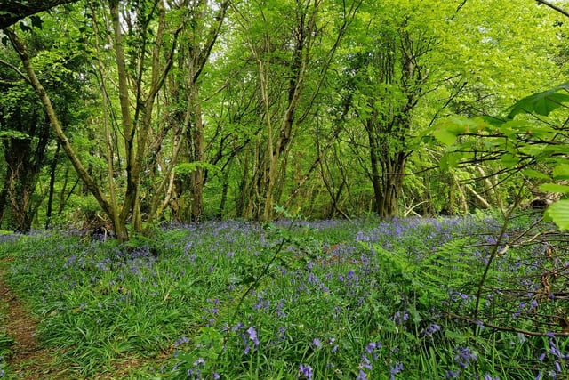 Bluebells at Prehen Woods.