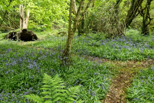 The bluebells carpeting the forest floor at Prehen Woods.