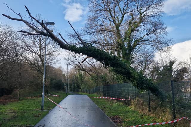 A fallen tree at St. Columb's Park.