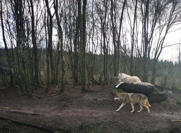 The TV series on Wild Ireland will premiere on Netflix on March 1.