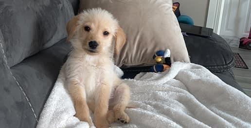 A selection of pictures sent in by Derry Journal readers of their beautiful dogs.