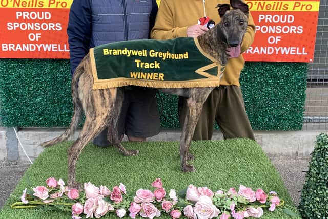 Rathronan Syd, the 4 year old veteran, who won the 5th race at Brandywell in 28.06 which was the fastest 500 yards time of the night, with father & son team Kealan & Kevin O’Kane.