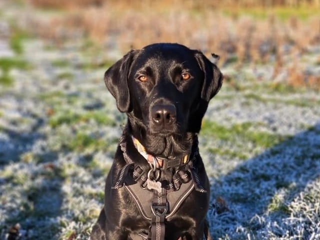 The delightful dogs of Derry and Inishowen, as sent in by proud Derry Journal readers.