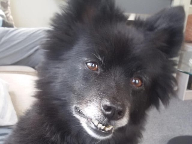 Wee Ozzy