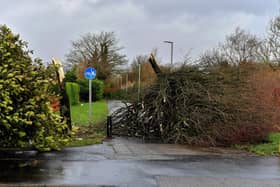 Removal of Fallen tree at The Branch cycle and foot path during the storm. Photo: George Sweeney