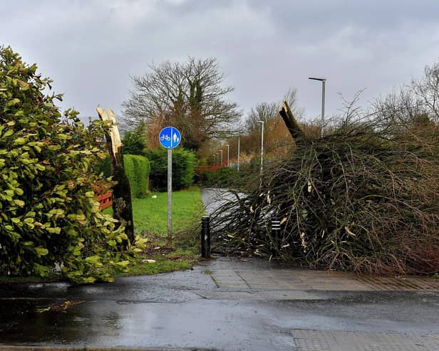 Removal of Fallen tree at The Branch cycle and foot path during the storm. Photo: George Sweeney