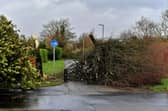 Removal of Fallen tree at The Branch cycle and foot path during the storm. Photo: George Sweeney