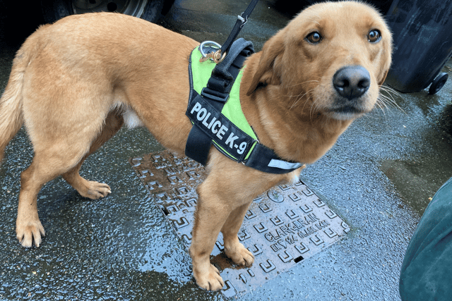 Police Dog Cooper.
