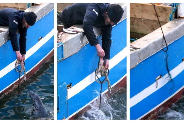 Pictures 1 to 3, from left to right: The seal approaches the fishing trawler and skipper Liam O'Brien has the fish and hook ready. The plan is to distract the seal with the fish, while getting ready to hook the net around the seal's neck. Picture 2: Liam gives the fish to the seal and at the same time successfully hooks the net. The hook is attached to the trawler winch so that the net will slip off as the seal attempts to escape. Picture 3. The plan is a success, as can be seen. The net comes off the seal who disappears into the water. Photo: Enda Craig.