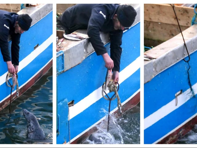 Pictures 1 to 3, from left to right: The seal approaches the fishing trawler and skipper Liam O'Brien has the fish and hook ready. The plan is to distract the seal with the fish, while getting ready to hook the net around the seal's neck. Picture 2: Liam gives the fish to the seal and at the same time successfully hooks the net. The hook is attached to the trawler winch so that the net will slip off as the seal attempts to escape. Picture 3. The plan is a success, as can be seen. The net comes off the seal who disappears into the water. Photo: Enda Craig.