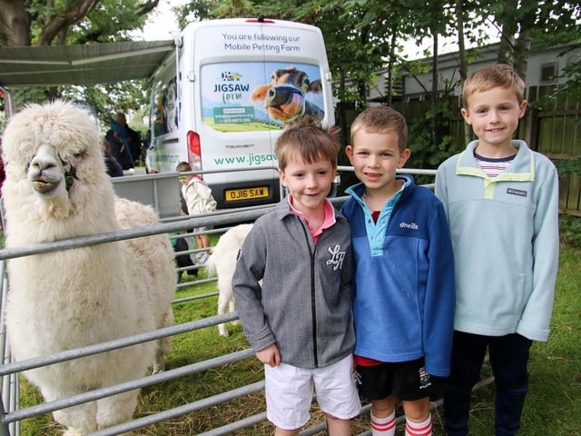 Matthew, Daniel and Luke with the Alpaca. (Photo - Deirdre Heaney, nwpresspics)