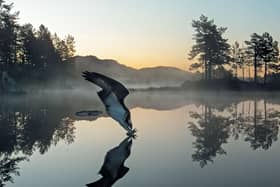 A male osprey plunges into the waters of a Norwegian lake to bring back fish for his growing chick