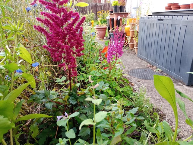 Astilbe - Also known as false Goats Beard, Astilbe is a great perennial plant for foliage and flowers in our sodden climate because it loves damp earth and shady spots. The low growing foliage itself is very attractive and good for ground cover and shading out weeds. In summer it produces long stems with stunning brightly coloured little flowers that look like neon Christmas trees in shades of purple, red, pink, peach and white. I've also grown a few Aruncus (goat's beard) which is a similar looking plant but it wasn't a patch on its false cousin. Photo: Brendan McDaid.