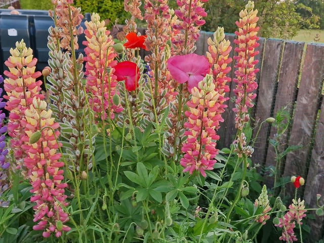 Lupins.