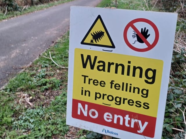 The trees were felled over three weeks in January and February.