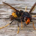 Asian hornet.