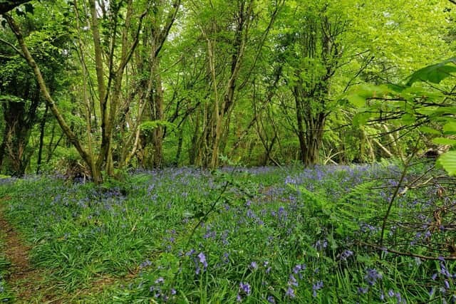 Bluebells carpet the forest floor of Prehen Woods.