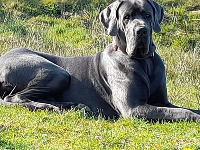 The delightful dogs of Derry and Inishowen, as sent in by proud Derry Journal readers.