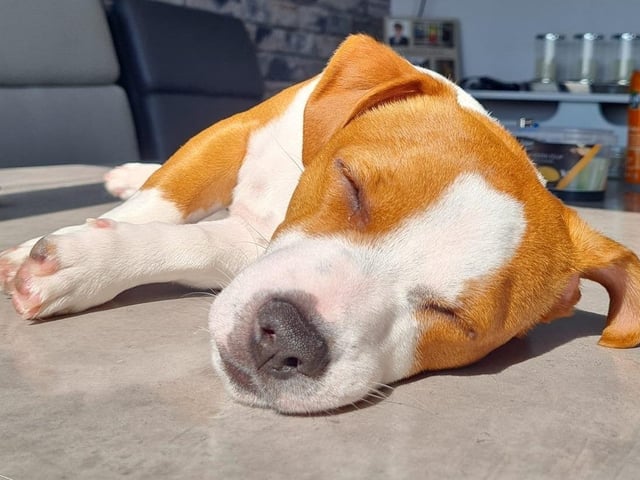 Buddy loves the sun