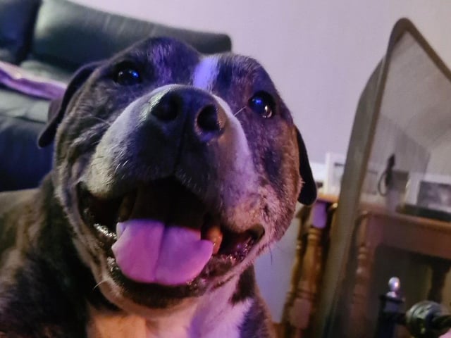 A selection of pictures sent in by Derry Journal readers of their beautiful dogs.