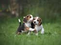 Simple measures can help to protect your garden from pet damage (photo: Adobe)