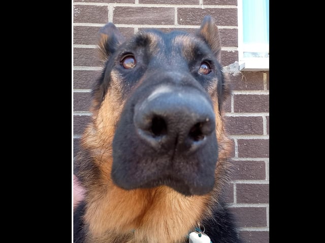 Loki