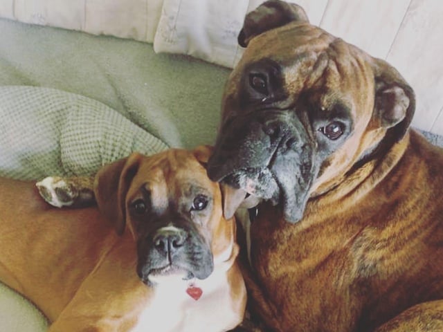A selection of pictures sent in by Derry Journal readers of their beautiful dogs.