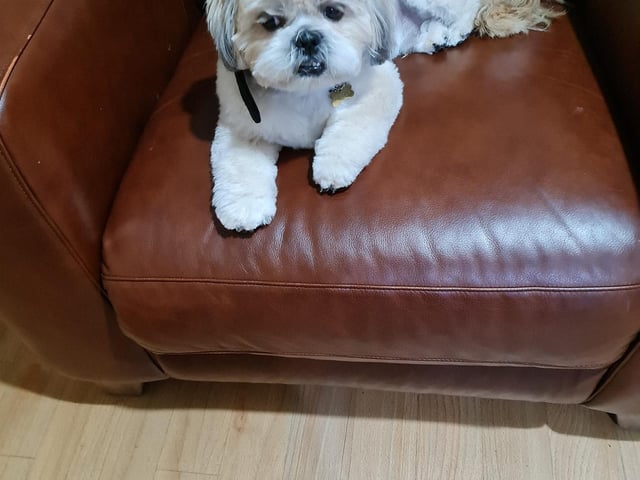 Clover after getting groomed