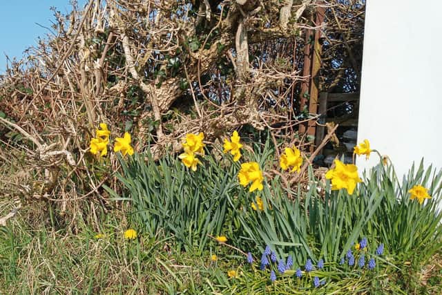 Spring flowers out in nature.