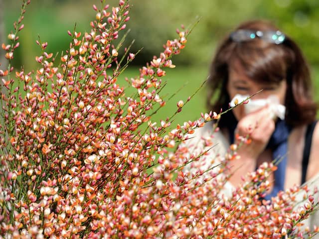 Hay-fever or COVID-19: Key differences you need to know as pollen season begins