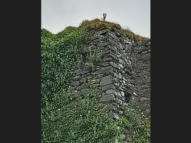 Ivy got stuck on top of Northburgh Castle in Greencastle.