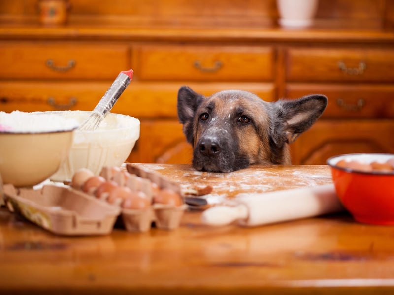 Why not get creative in the kitchen and bake up a storm with your pup! There's hundreds of easy recipes on the internet that your dog will go crazy for. There's no better way to a dog's heart than through it's stomach. Always check that your ingredients are dog friendly beforehand though!