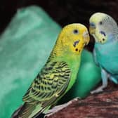 All bird keepers - including pet owners - must keep their birds indoors.