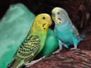 All bird keepers - including pet owners - must keep their birds indoors.