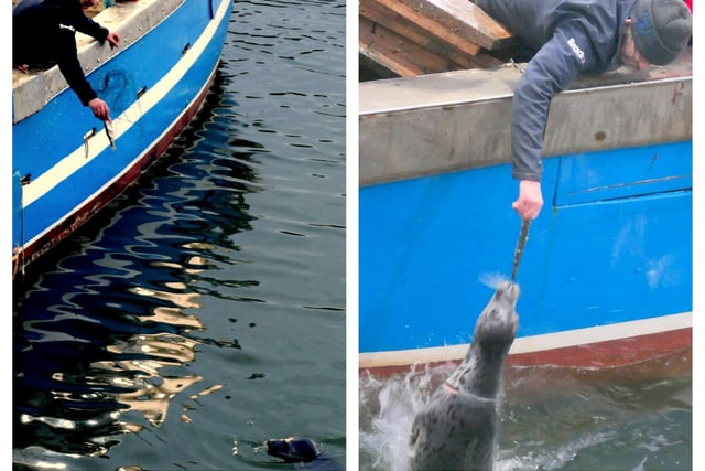 On left, the seal reappears but is apprehensive about approaching the boat. On right:  A short time later, the seal approaches the boat and takes fish from Liam. The life-threatening netting is now gone and the damage to the seals neck is visible.