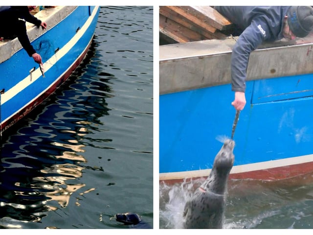 On left, the seal reappears but is apprehensive about approaching the boat. On right:  A short time later, the seal approaches the boat and takes fish from Liam. The life-threatening netting is now gone and the damage to the seals neck is visible.