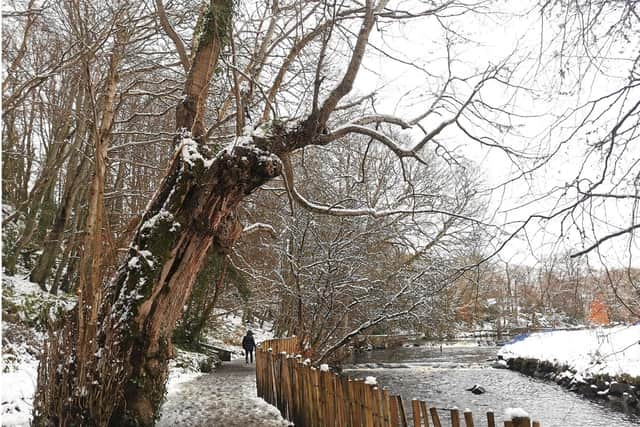 A winter scene at Swan Park. Picture by Rosemary Doherty.