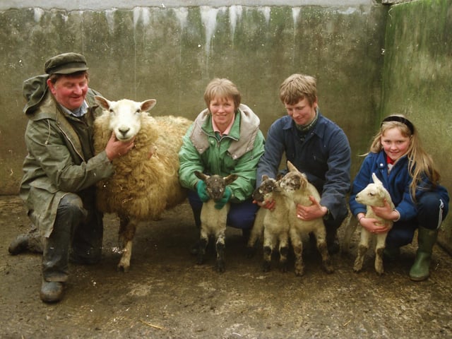 A ewe from Bredagh Glen which gave birth to quadruplet lambs in April 1998.