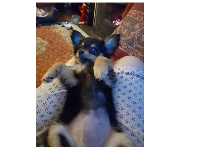 .Puppy Cleo