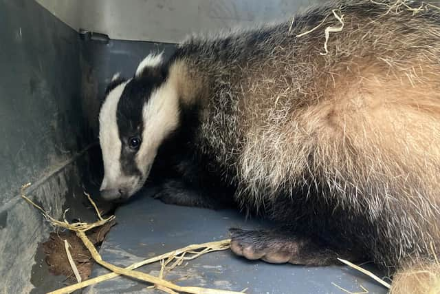 The Badger in a carrier after being freed.