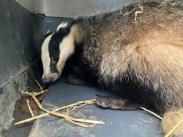 The Badger in a carrier after being freed.