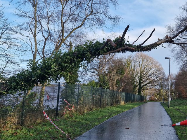 A fallen tree at St. Columb's Park
