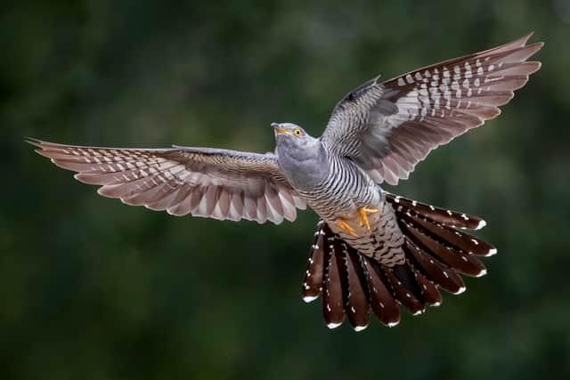 Cuckoo in flight